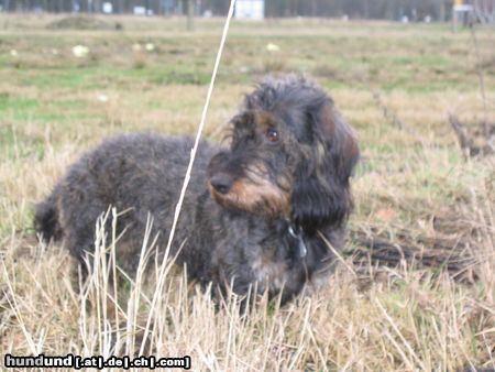 Rauhhaardackel (Zwergdackel) Die kleine Nele auf der Mäusejagd