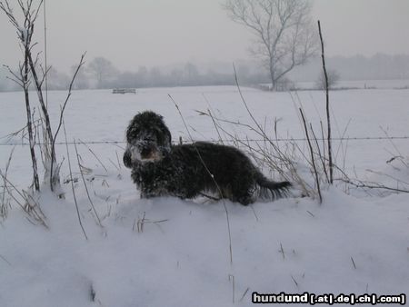 Rauhhaardackel (Zwergdackel) Nele im Schnee