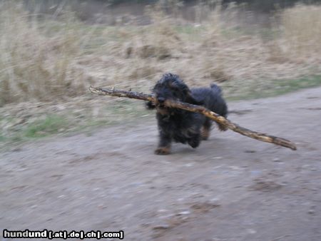 Rauhhaardackel (Zwergdackel) ...die kleine Nele ganz stark...