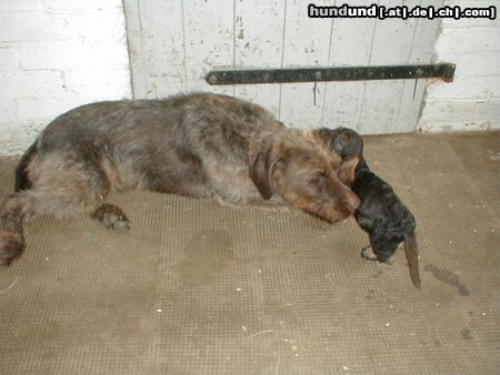 Rauhhaardackel (Zwergdackel) Nele mit der großen Bella