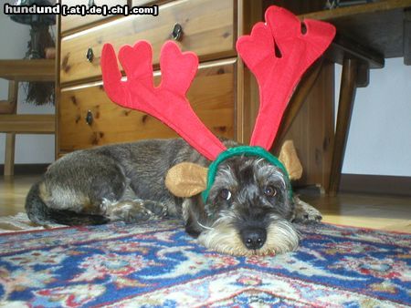 Rauhhaardackel (Zwergdackel) Ja!!! Ich habe Rudolf gefressen!