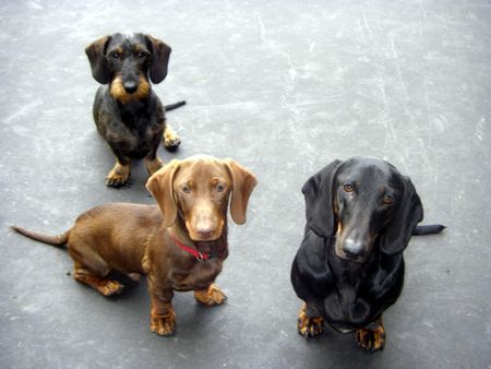 Rauhhaardackel (Zwergdackel) Bodo, Hektor & Maron