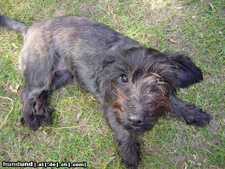 Rauhhaardackel (Zwergdackel) Dascha (RauhaarDackel-CairnTerrierMix)