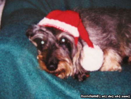 Rauhhaardackel (Zwergdackel) Raudi (10 Jahre), der Weihnachtsdackel