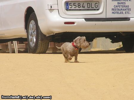 Rauhhaardackel (Zwergdackel) Bobby au Spanien (Marbella)