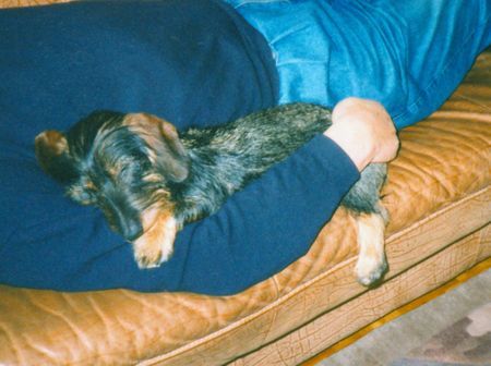 Rauhhaardackel (Zwergdackel) Siesta mit Herrchen