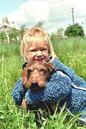 Rauhhaardackel (Zwergdackel) Kobeddus Ykem und seine Freundin Anna...