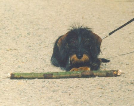 Rauhhaardackel (Zwergdackel) den klaut mir keiner!