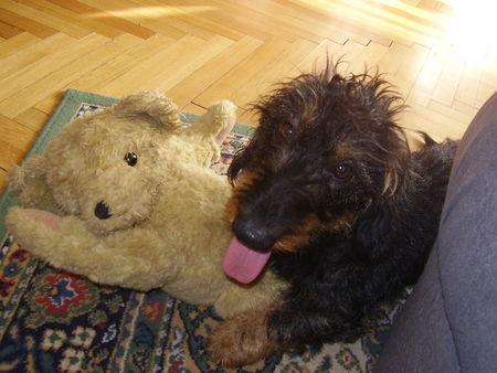 Rauhhaardackel (Zwergdackel) nino : wuff war das anstrengend !