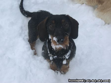 Rauhhaardackel (Zwergdackel) Edi im Schnee