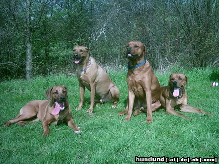 Rhodesian Ridgeback Unsere richis & Freunde