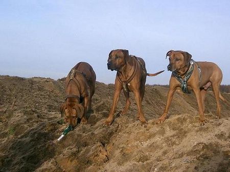 Rhodesian Ridgeback Jamila,Fynn und Ben