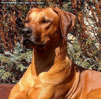 Rhodesian Ridgeback Shangani Bandia Shakina