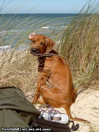 Rhodesian Ridgeback Nasibu Dheyna