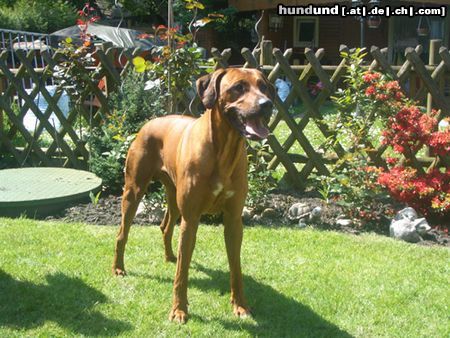 Rhodesian Ridgeback Unser Süßer