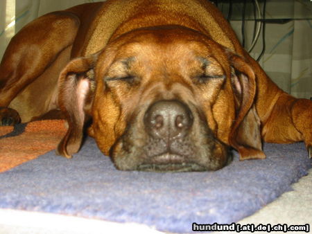 Rhodesian Ridgeback Aika im Land der Träume