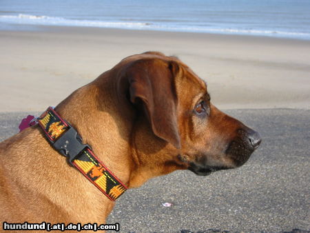 Rhodesian Ridgeback Seeblick