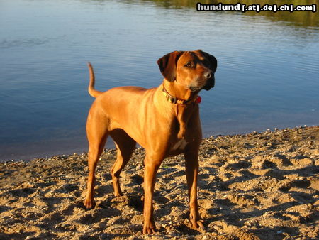 Rhodesian Ridgeback Wo ist der Löwe???