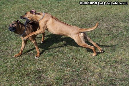 Rhodesian Ridgeback Otis und Andra beim Toben.