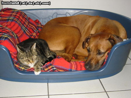 Rhodesian Ridgeback Aika und Tiger