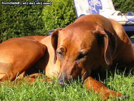 Rhodesian Ridgeback .... bin ich müde!!!!