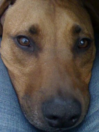 Rhodesian Ridgeback Sammy = Schmuser