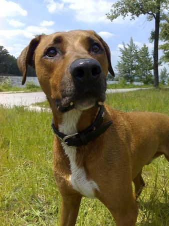 Rhodesian Ridgeback Sammy