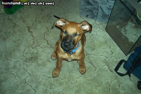 Rhodesian Ridgeback Gingermaus