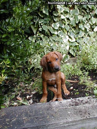 Rhodesian Ridgeback Mehr über mich gibts unter www.coujoe.de