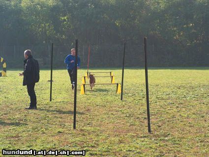 Rhodesian Ridgeback paco beim turnierhundesport!!