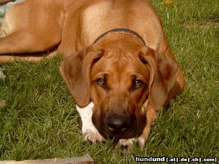 Rhodesian Ridgeback Nasibu Dheyna (6 Mon.)