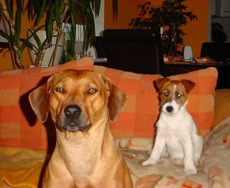 Rhodesian Ridgeback Dicke Freunde