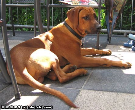 Rhodesian Ridgeback Perfect Little Booker von Assindia