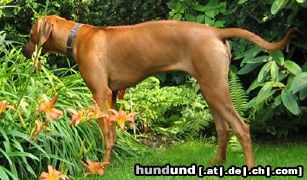 Rhodesian Ridgeback Perfect Little Booker von Assindia