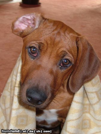 Rhodesian Ridgeback Heshima von Matabele