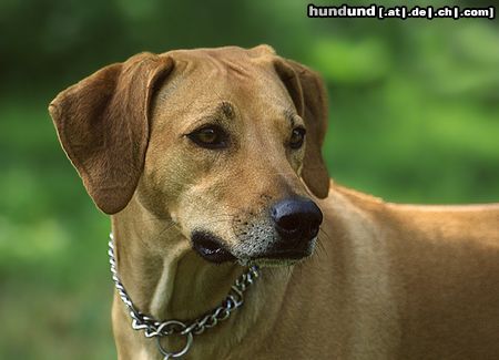 Rhodesian Ridgeback Jessi