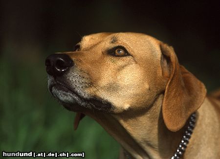 Rhodesian Ridgeback Jessi