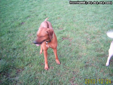 Rhodesian Ridgeback Unser Ben