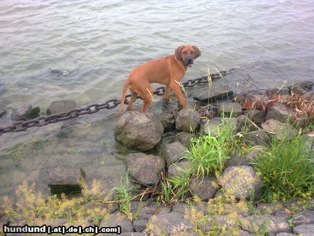 Rhodesian Ridgeback Akua