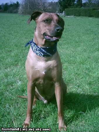 Rhodesian Ridgeback Unser Ben