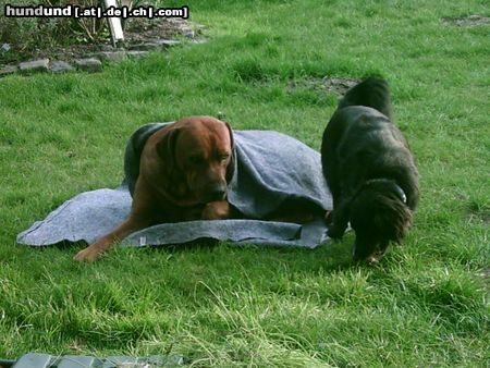 Rhodesian Ridgeback wenn ich ja nur nicht so ein frierpitter wäre!!!