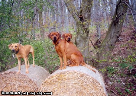 Rhodesian Ridgeback Shirly und zwei Verehrer