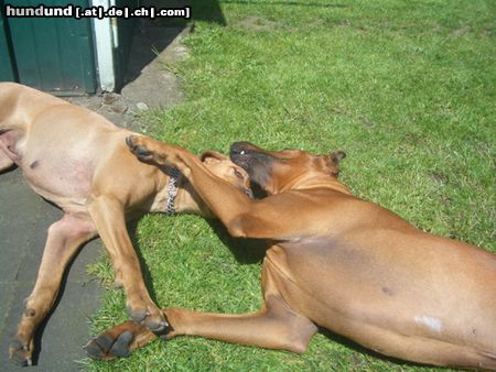 Rhodesian Ridgeback wahre Liebe