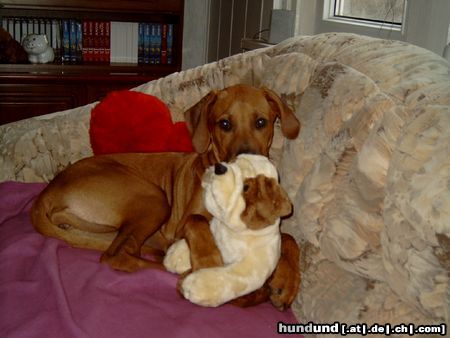 Rhodesian Ridgeback Mein Gina-ca.13 Wochen alt