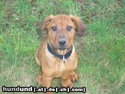 Rhodesian Ridgeback Hey bekomme ich was?????