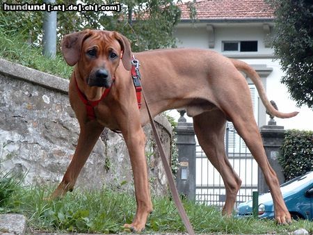 Rhodesian Ridgeback