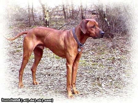 Rhodesian Ridgeback Unser Arni