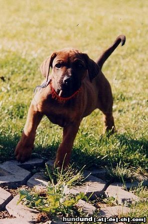 Rhodesian Ridgeback Asim Anga 6 Wochen