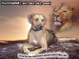 Rhodesian Ridgeback die Luft ist rein...