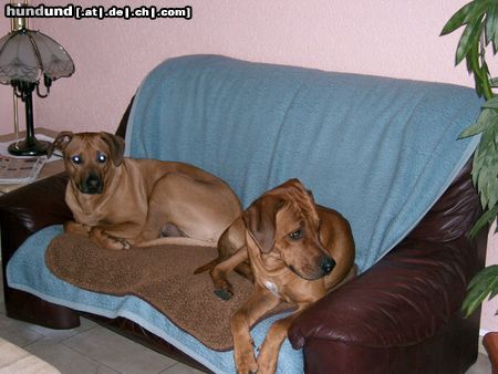 Rhodesian Ridgeback ben und bantou